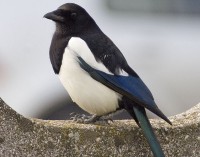 Gazza	Pica pica	Eurasian Magpie