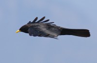 Gracchio alpino	Pyrrhocorax graculus	Alpine Chough