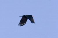 Gracchio corallino	Pyrrhocorax pyrrhocorax	Red-billed Chough