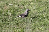 Nocciolaia	Nucifraga caryocatactes	Spotted Nutcracker