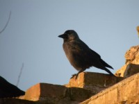 Taccola	Corvus monedula	Jackdaw