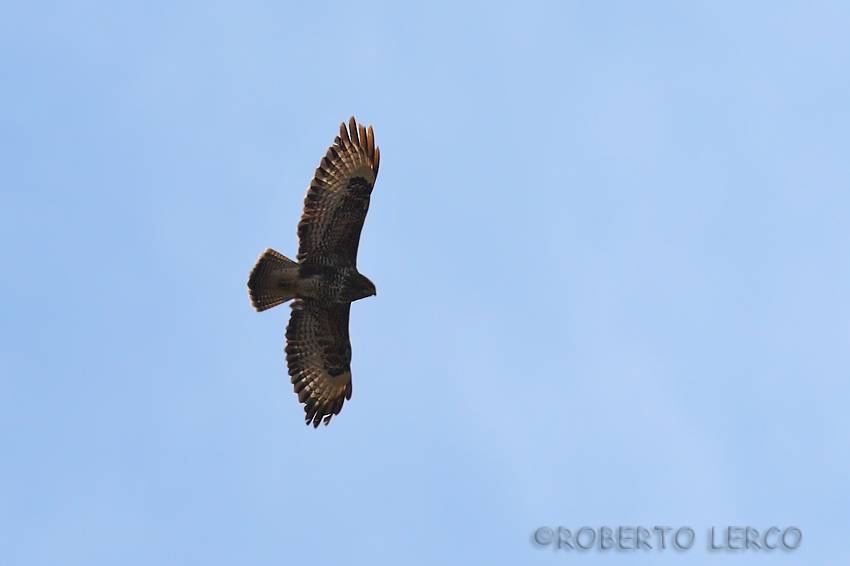 Poiana_Buteo_buteo