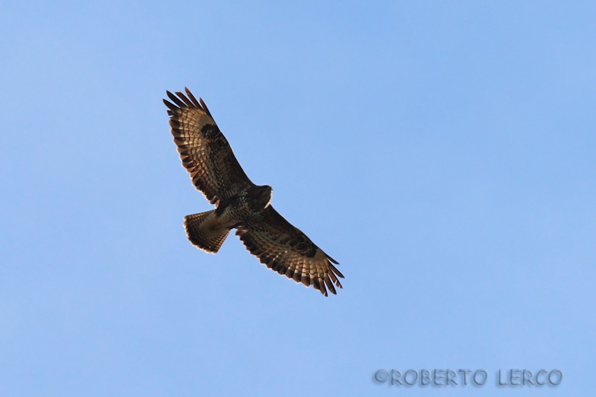 Poiana_Buteo_buteo1