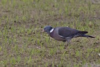 Colombaccio	Columba palumbus	Woodpigeon