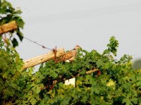 Tortora selvatica	Streptopelia turtur	Eurasian Turtle Dove