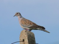 Tortora selvatica	Streptopelia turtur	Eurasian Turtle Dove