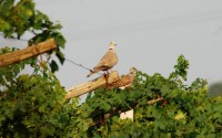 Tortora selvatica	Streptopelia turtur	Eurasian Turtle Dove