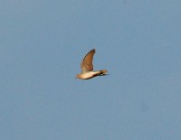Tortora selvatica	Streptopelia turtur	Eurasian Turtle Dove
