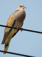 Tortora selvatica	Streptopelia turtur	Eurasian Turtle Dove