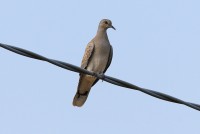 Tortora selvatica	Streptopelia turtur	Eurasian Turtle Dove