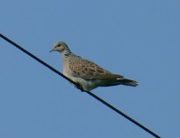 Tortora selvatica	Streptopelia turtur	Eurasian Turtle Dove