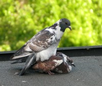 Piccione di città Columba livia Rock Dove