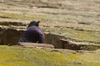 Piccione di città Columba livia Rock Dove