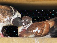 Piccione di città Columba livia Rock Dove