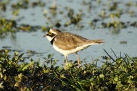 Corriere piccolo	Charadrius dubius	Little Ringed Plover