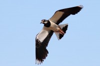 Pavoncella	Vanellus vanellus	Northern Lapwing