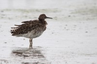 Combattente	Calidris pugnax	Ruff