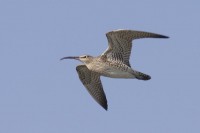 Chiurlo piccolo	Numenius phaeopus	Whimbrel