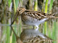 Beccaccino	Gallinago gallinago	Common Snipe