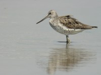 Pantana	Tringa nebularia	Common Greenshank