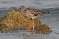 Pettegola	Tringa totanus	Common Redshank