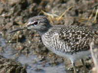 Piro piro boschereccio	Tringa glareola	Wood Sandpiper