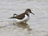 Piro piro piccolo	Actitis hypoleucos	Common Sandpiper