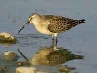 Piovanello comune	Calidris ferruginea	Curlew Sandpiper