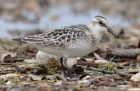 Piovanello tridattilo	Calidris alba	Sanderling