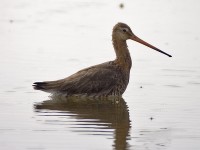 Pittima reale	Limosa limosa	Black-tailed Godwit