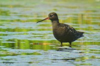 Totano moro	Tringa erythropus	Spotted Redshank