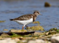 Voltapietre	Arenaria interpres	Ruddy Turnstone