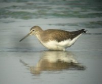 Piro piro culbianco	Tringa ochropus	Green Sandpiper