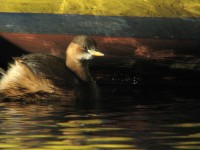 Tuffetto	Tachybaptus ruficollis	Little Grebe