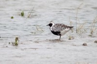 Pivieressa	Pluvialis squatarola	Grey Plover