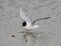 Gabbianello	Hydrocoloeus minutus	Little Gull