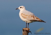 Gabbiano corallino	Larus melanocephalus	Mediterranean Gull