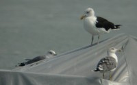 Mugnaiaccio	Larus marinus	Great Black-backed Gull