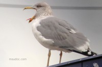 Gabbiano reale nordico	Larus argentatus	Herring Gull