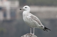 Gabbiano reale pontico	Larus cachinnans	Caspian Gull