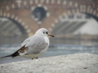 Gabbiano comune	Chroicocephalus ridibundus	Black-headed Gull