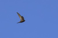 Rondone comune	Apus apus	Common Swift