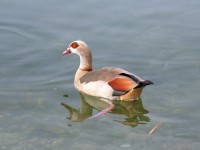 Oca egiziana	Alopochen aegyptiaca	Egyptian Goose