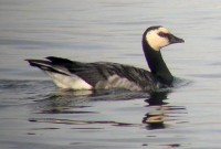 Oca facciabianca	Branta leucopsis	Barnacle Goose