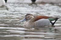 Alzavola spallerosse	Callonetta leucophrys	Ringed Teal