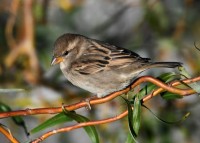 Passera d'Italia	Passer italiae	Italian Sparrow