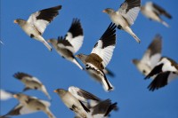 Fringuello alpino	Montifringilla nivalis	White-winged Snowfinch