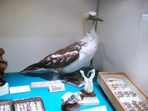 Sula	Morus bassanus	Northern Gannet