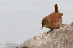 Scricciolo	Troglodytes troglodytes	Winter Wren