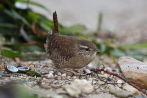 Scricciolo	Troglodytes troglodytes	Winter Wren